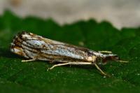Catoptria falsella