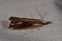 Catoptria verellus
