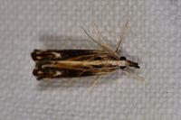 Catoptria verellus