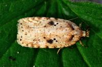 Agonopterix arenella