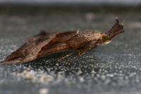 Hypena proboscidalis