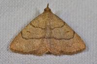 Paracolax tristalis