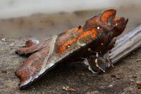 Scoliopteryx libatrix