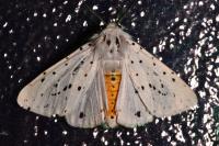Spilosoma lubricipeda