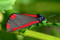 Tyria jacobaeae