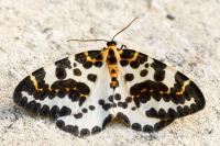 Abraxas grossulariata