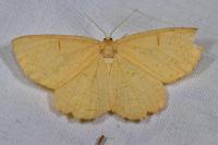 Angerona prunaria