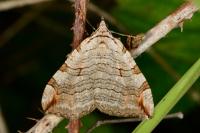 Aplocera