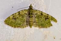 Chloroclystis v-ata