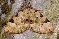 Colostygia pectinataria