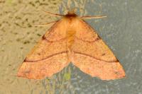 Colotois pennaria