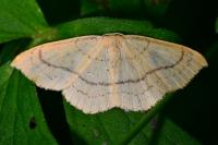 Cyclophora linearia