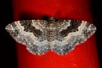 Epirrhoe alternata