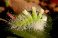 Calliteara pudibunda