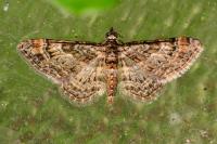 Gymnoscelis rufifasciata