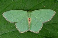 Hemithea aestivaria