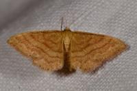 Idaea ochrata