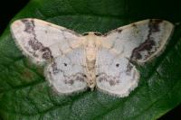 Idaea trigeminata