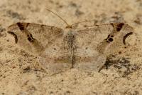 Macaria alternata