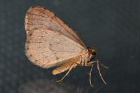 Operophtera brumata