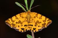 Pseudopanthera macularia
