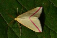 Rhodometra sacraria