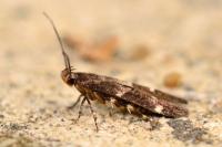 Mompha subbistrigella