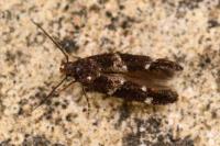 Mompha subbistrigella