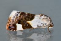 Acontia lucida