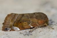 Cosmia affinis