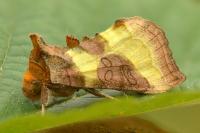 Diachrysia chrysitis
