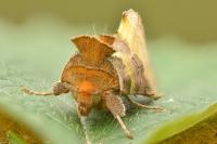 Diachrysia chrysitis