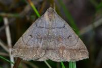 Zanclognatha lunalis