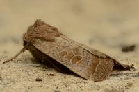 Hoplodrina ambigua