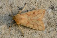 Mythimna vitellina
