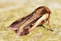 Ochropleura plecta