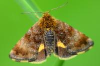 Panemeria tenebrata