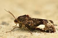 Tyta luctuosa