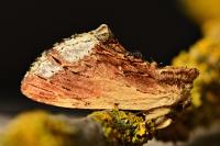 Ptilodon cucullina