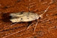 Borkhausenia