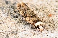 Endrosis sarcitrella