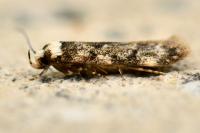 Endrosis sarcitrella