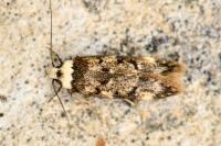 Endrosis sarcitrella