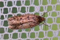 Hofmannophila pseudospretella