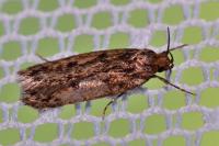 Hofmannophila pseudospretella
