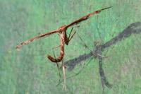 Amblyptilia acanthadactyla
