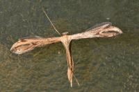 Emmelina monodactyla