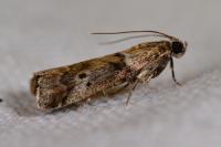 Acrobasis