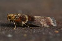 Acrobasis tumidana