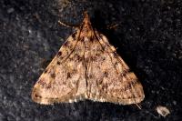 Aglossa pinguinalis